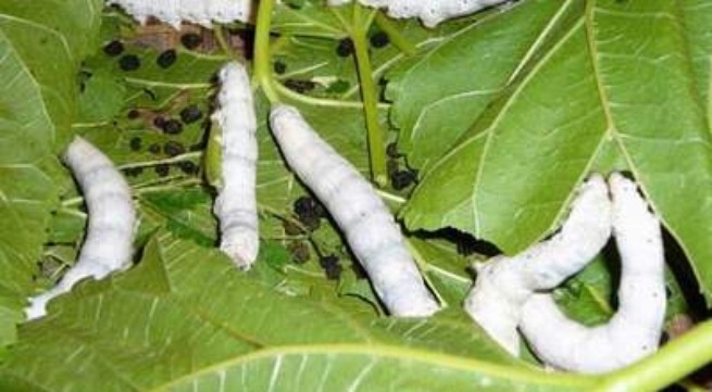 3 mon giup 'cau nho' de bao hinh anh