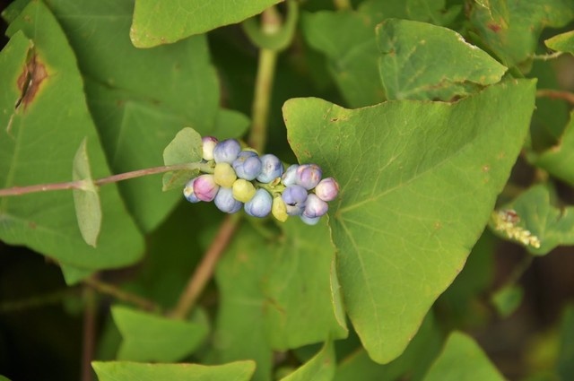 Chua viem da di ung thoi tiet voi cay song chua hinh anh