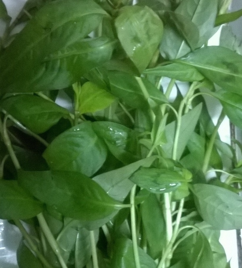 Thuc hu rau ram lam giam ham muon o quy ong hinh anh