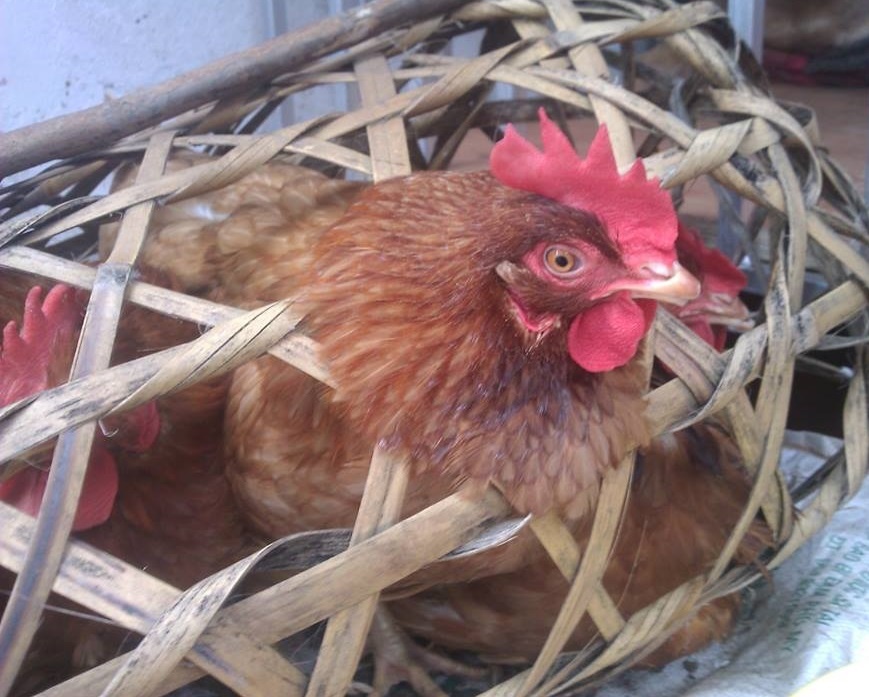 Can Tet, can than cum ga, vit hinh anh