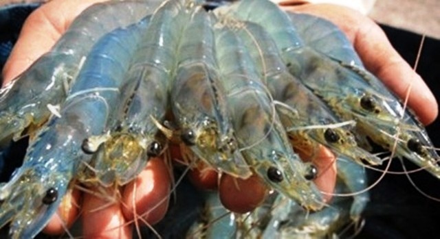 Phan biet tom bi bom bot, dam ure the nao? hinh anh