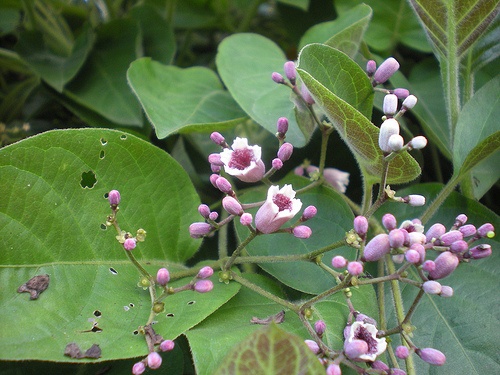 Tac dung chua benh tuyet dieu cua la mo long hinh anh