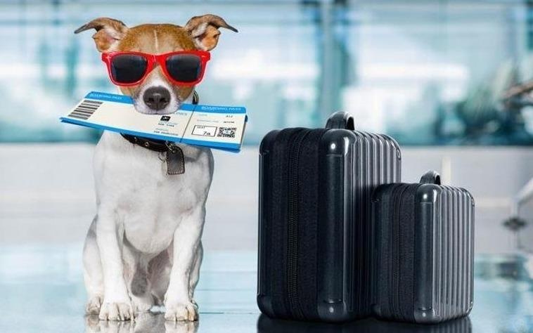 Gioi tre Han chi manh, khong tiec tien dua thu cung di du lich hinh anh