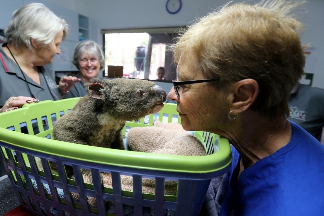Nguoi dan Australia no luc giai cuu, chua tri cho gau Koala, kangaroo hinh anh