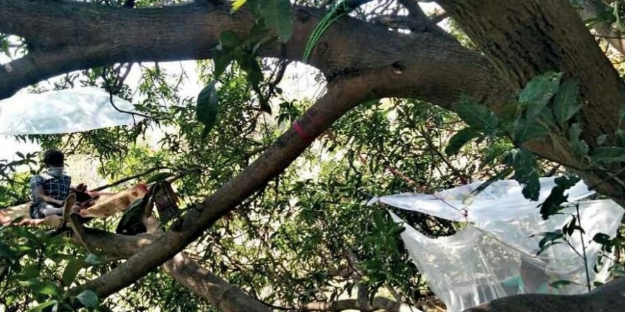 cách ly trên cây ảnh 2 cach ly tren cay anh 2