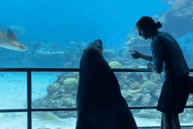 Chu hai cau duoc dan di tham quan thuy cung khong mot bong khach hinh anh