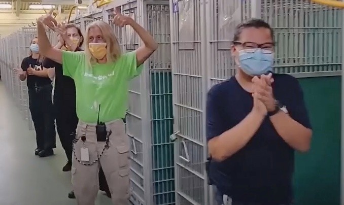 Tram cuu ho cho meo toan the gioi bong 'sach bong' thu bi bo roi hinh anh