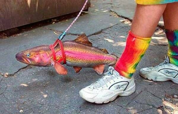 Dat ca, ga mai, cho do choi di dao de lach luat cam ra duong hinh anh