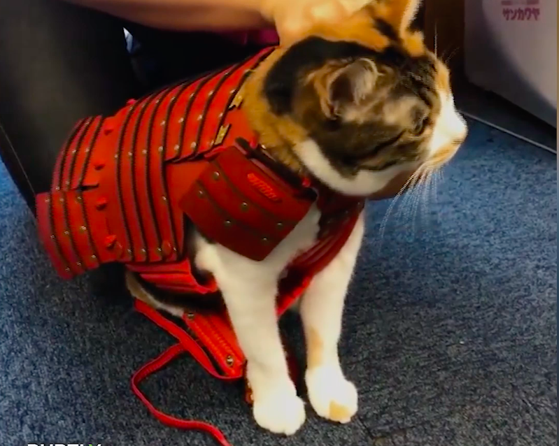 Bo ao giap cua vo si Samurai cho thu cung cua ban hinh anh