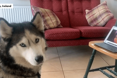 Hai chu cho 'noi chuyen' qua video call vi khong the di choi cung nhau hinh anh