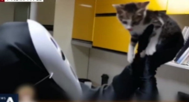 YouTuber Han bi to bo doi thu cung de 'con vat de thuong khi len hinh' hinh anh