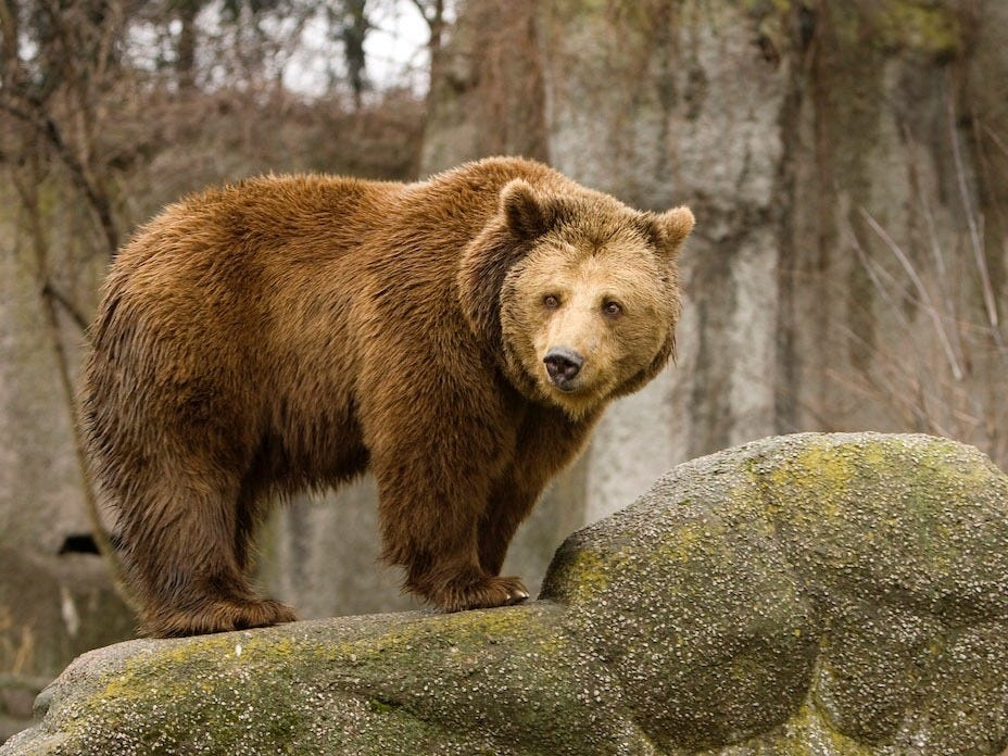 tan cong gau trong cong vien anh 3