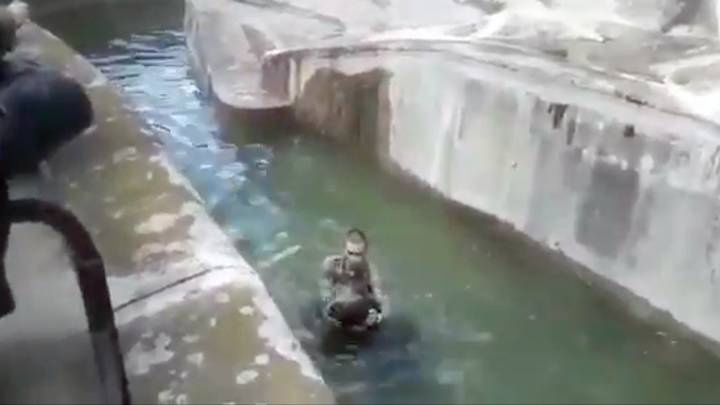 tan cong gau trong cong vien anh 2