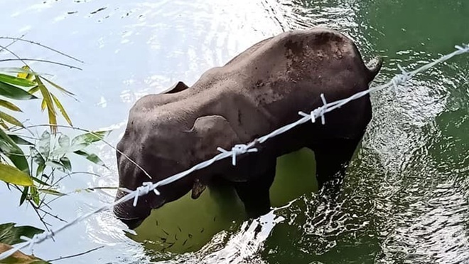 voi mẹ chết vì ăn dứa nhồi thuốc nổ ảnh 2 voi me chet vi an dua nhoi thuoc no anh 2