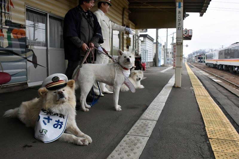 chu cho wasao qua doi anh 3