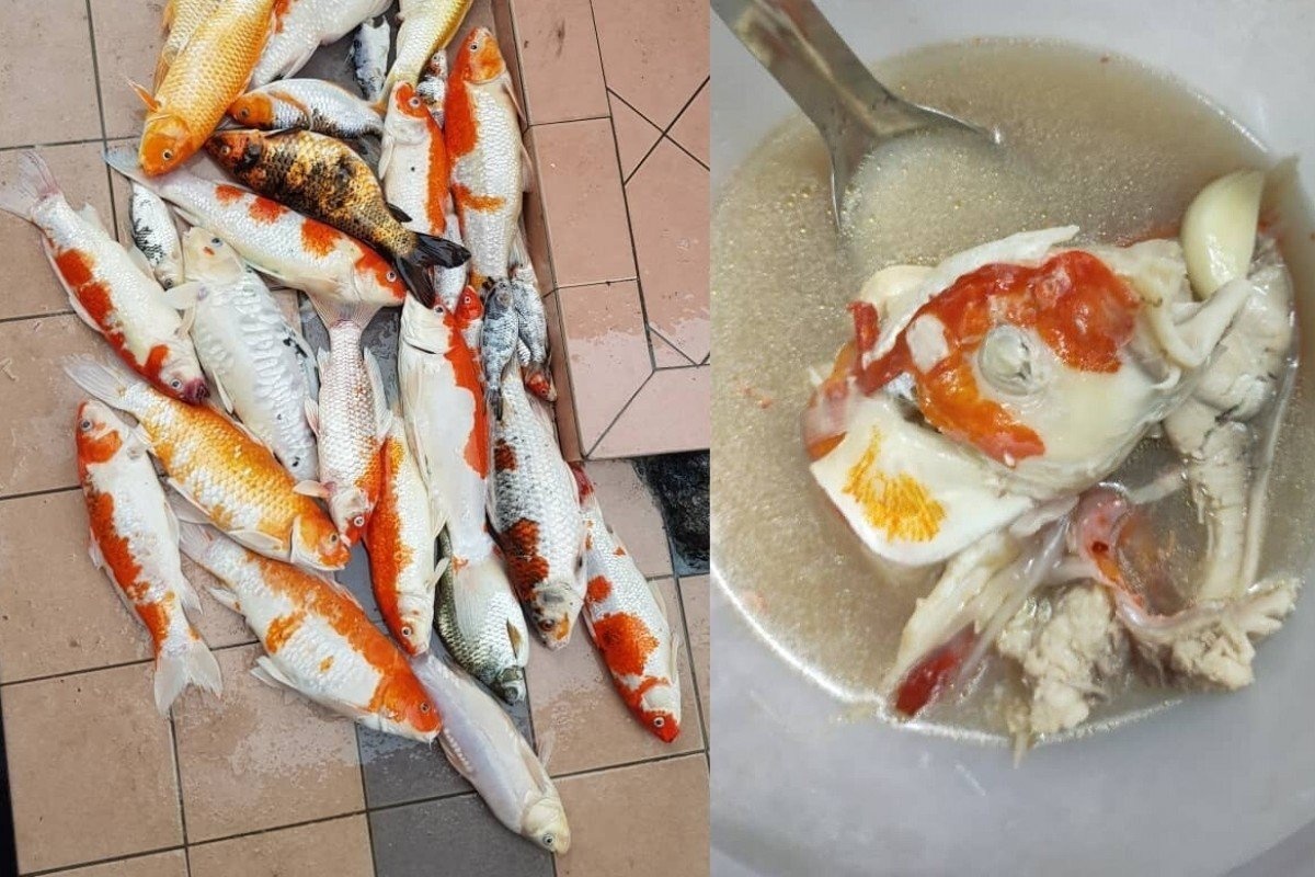 cô gái Malaysia nấu súp đàn cá Koi nuôi 4 năm  ảnh 1 co gai Malaysia nau sup dan ca Koi nuoi 4 nam anh 1