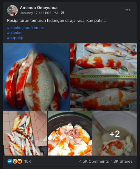 cô gái Malaysia nấu súp đàn cá Koi nuôi 4 năm  ảnh 2 co gai Malaysia nau sup dan ca Koi nuoi 4 nam anh 2