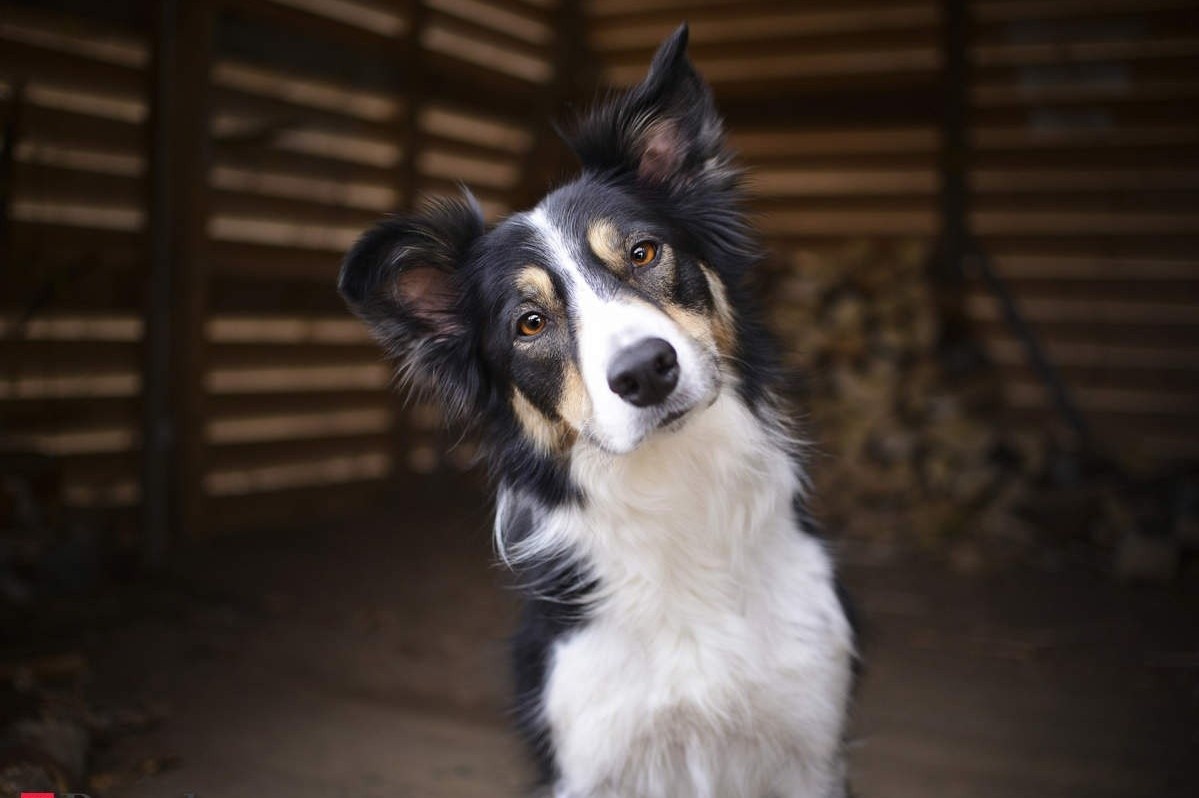 Chu cho bat ngo thanh trieu phu hinh anh