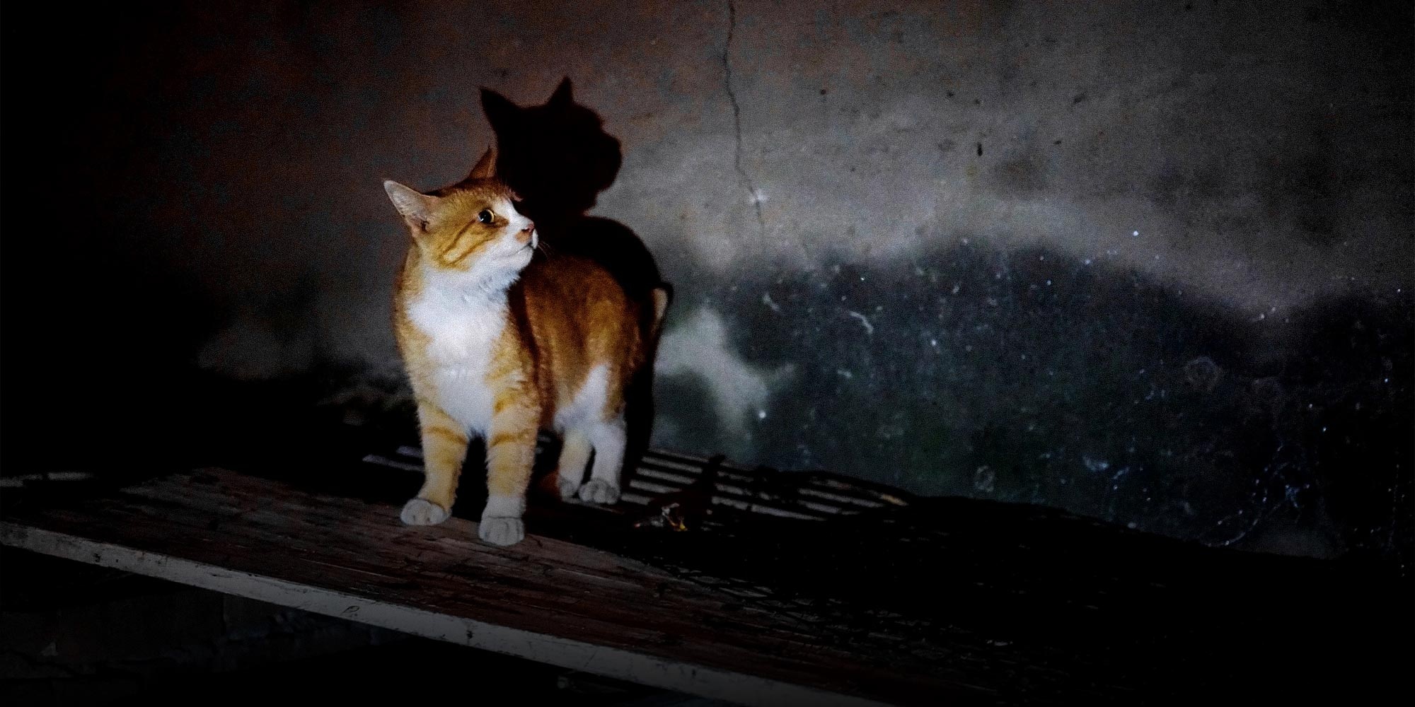 nghe nghiep ky la trung quoc anh 11