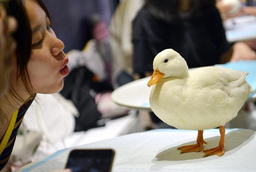 Gioi tre Trung Quoc nuoi vit thay thu cung hinh anh