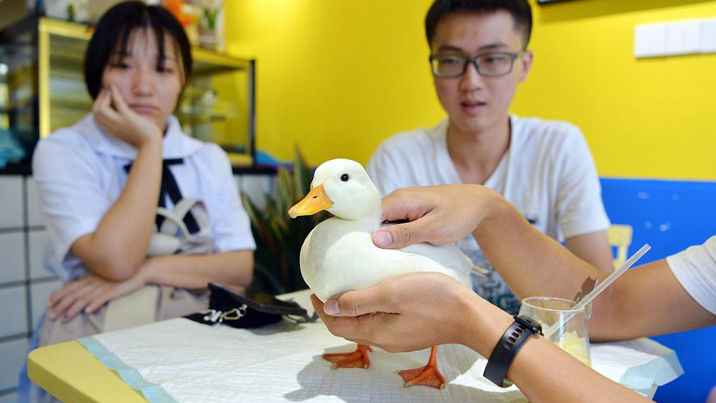 giới trẻ trung quốc rộ trào lưu nuôi vịt  ảnh 2 gioi tre trung quoc ro trao luu nuoi vit anh 2