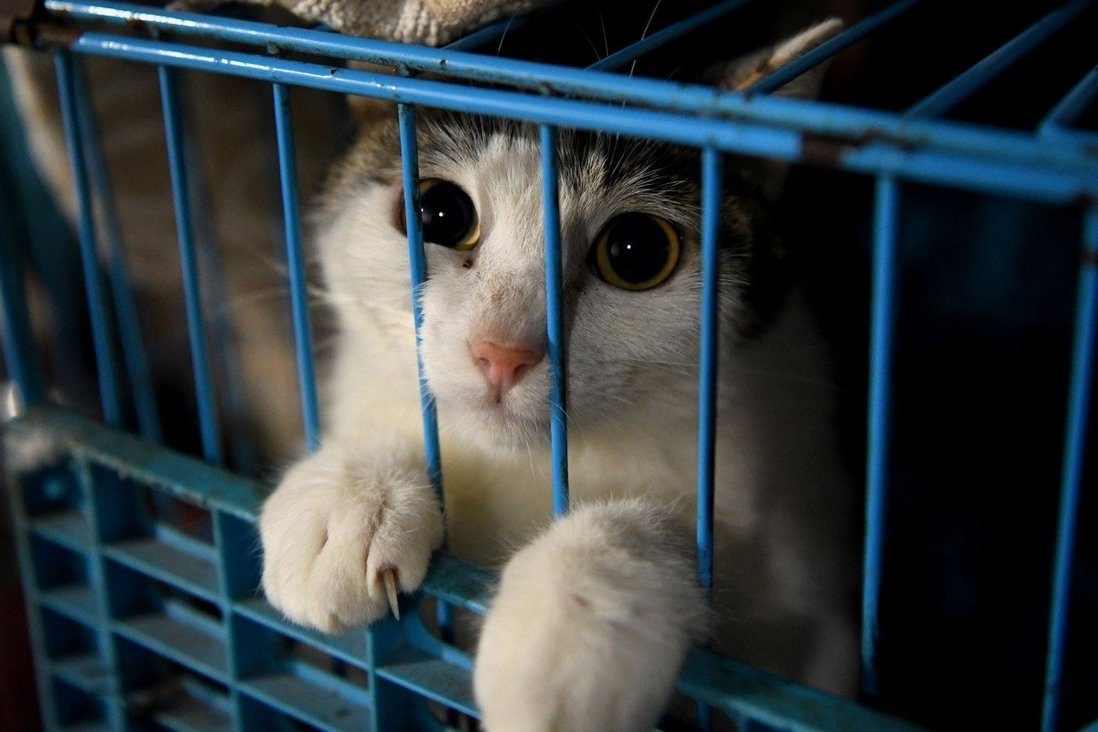 Bi ky luat vi tu y tieu huy vat nuoi cua F0 tai Trung Quoc anh 2