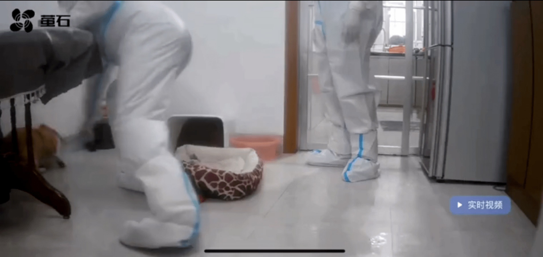 Bi ky luat vi tu y tieu huy vat nuoi cua F0 tai Trung Quoc anh 1