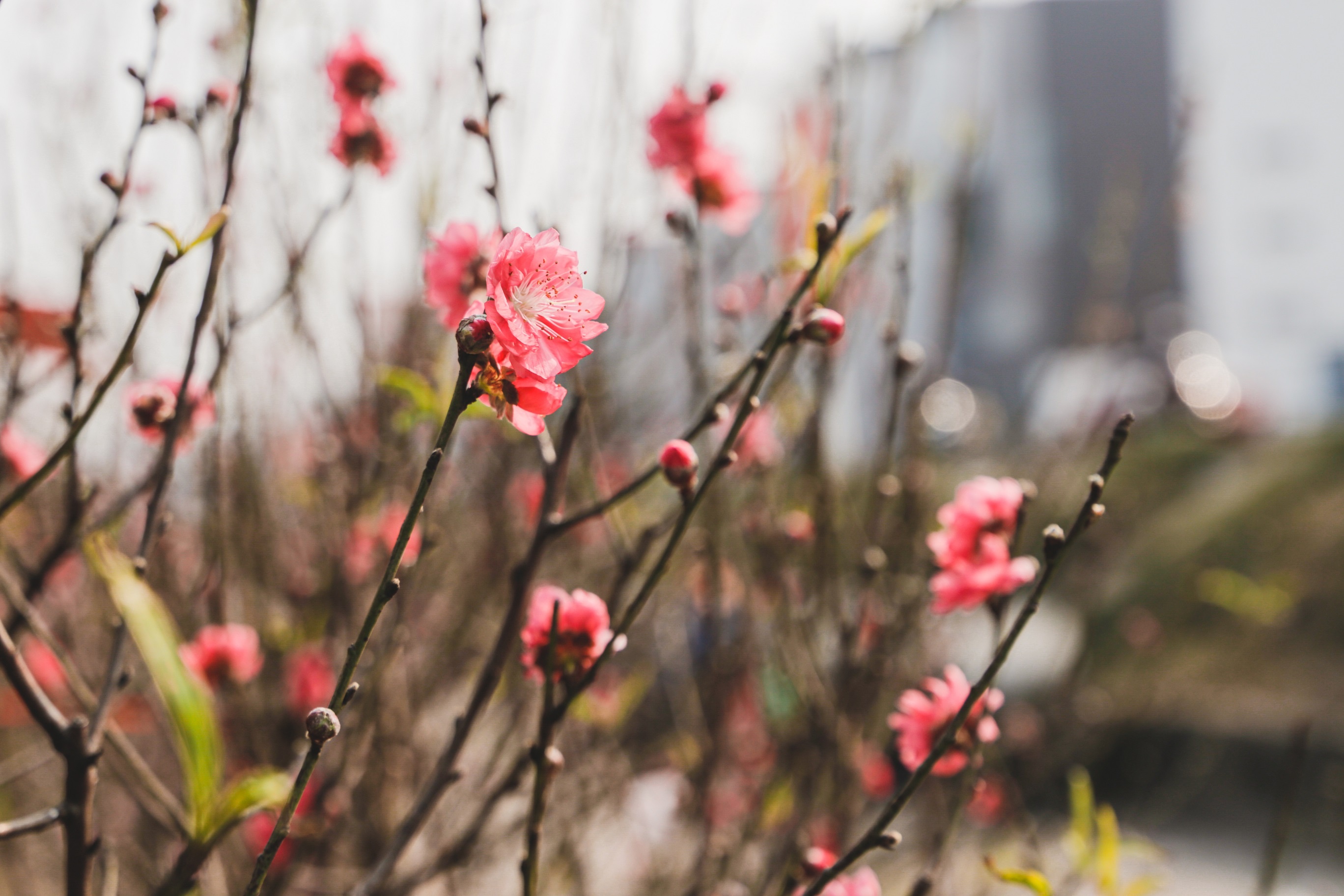 Dao Nhat Tan xuong pho som anh 5