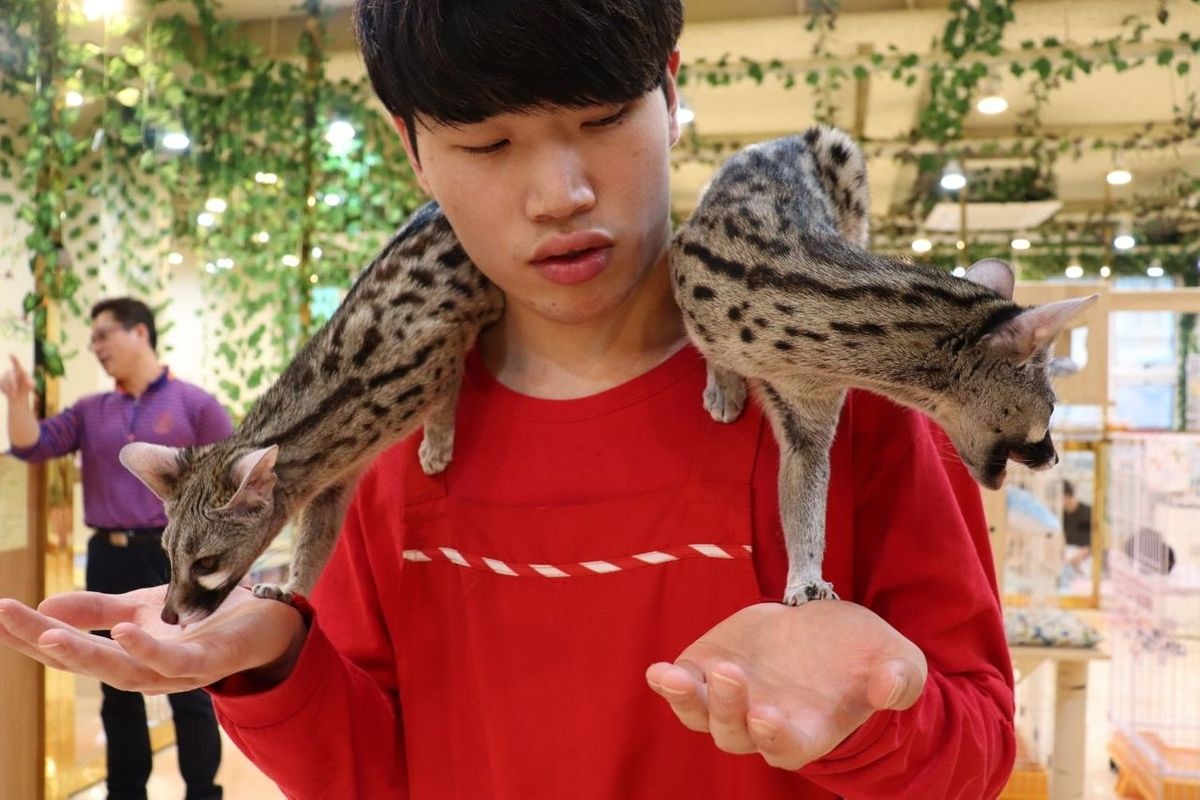 Hàn Quốc cấm cà phê gấu mèo ảnh 4 Han Quoc cam ca phe gau meo anh 4