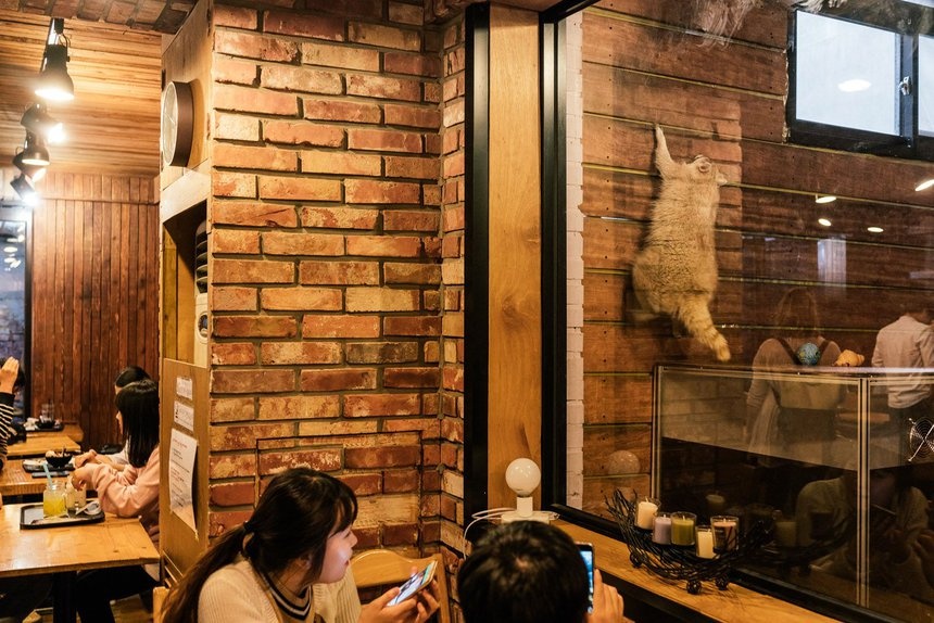 Hàn Quốc cấm cà phê gấu mèo ảnh 2 Han Quoc cam ca phe gau meo anh 2