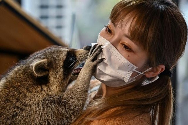 Han Quoc dep ca phe gau hinh anh