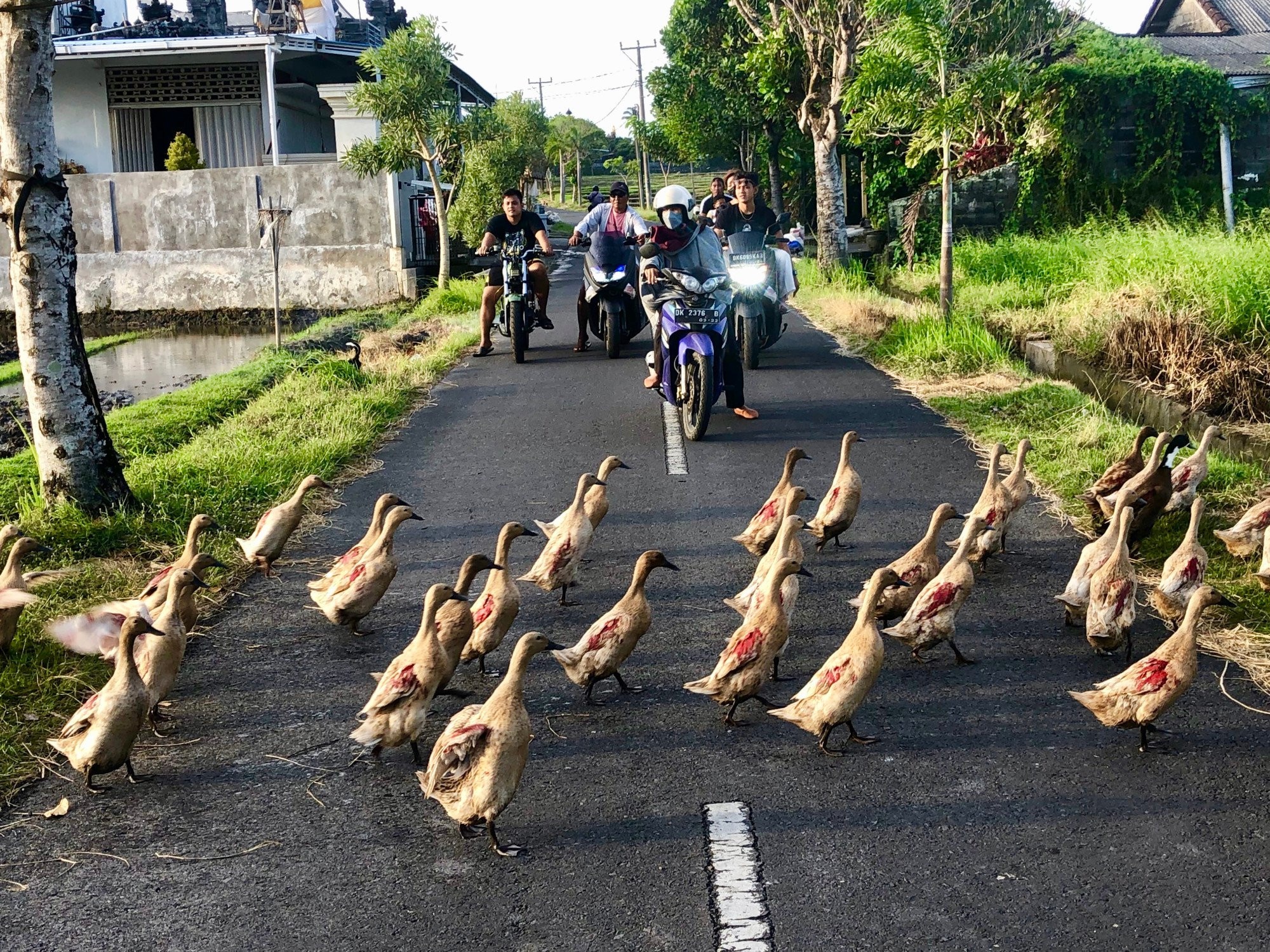 Bali mở cửa du lịch ảnh 5 Bali mo cua du lich anh 5