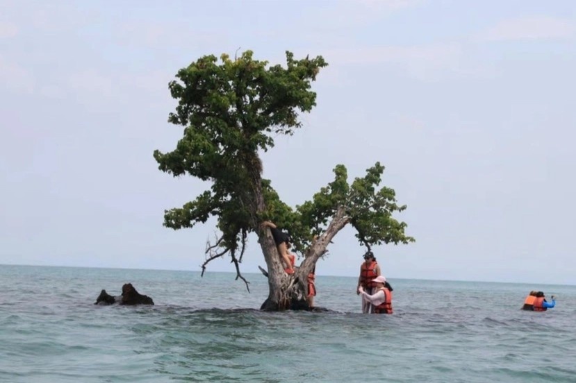 'Cay co don' chet mon o khap noi hinh anh