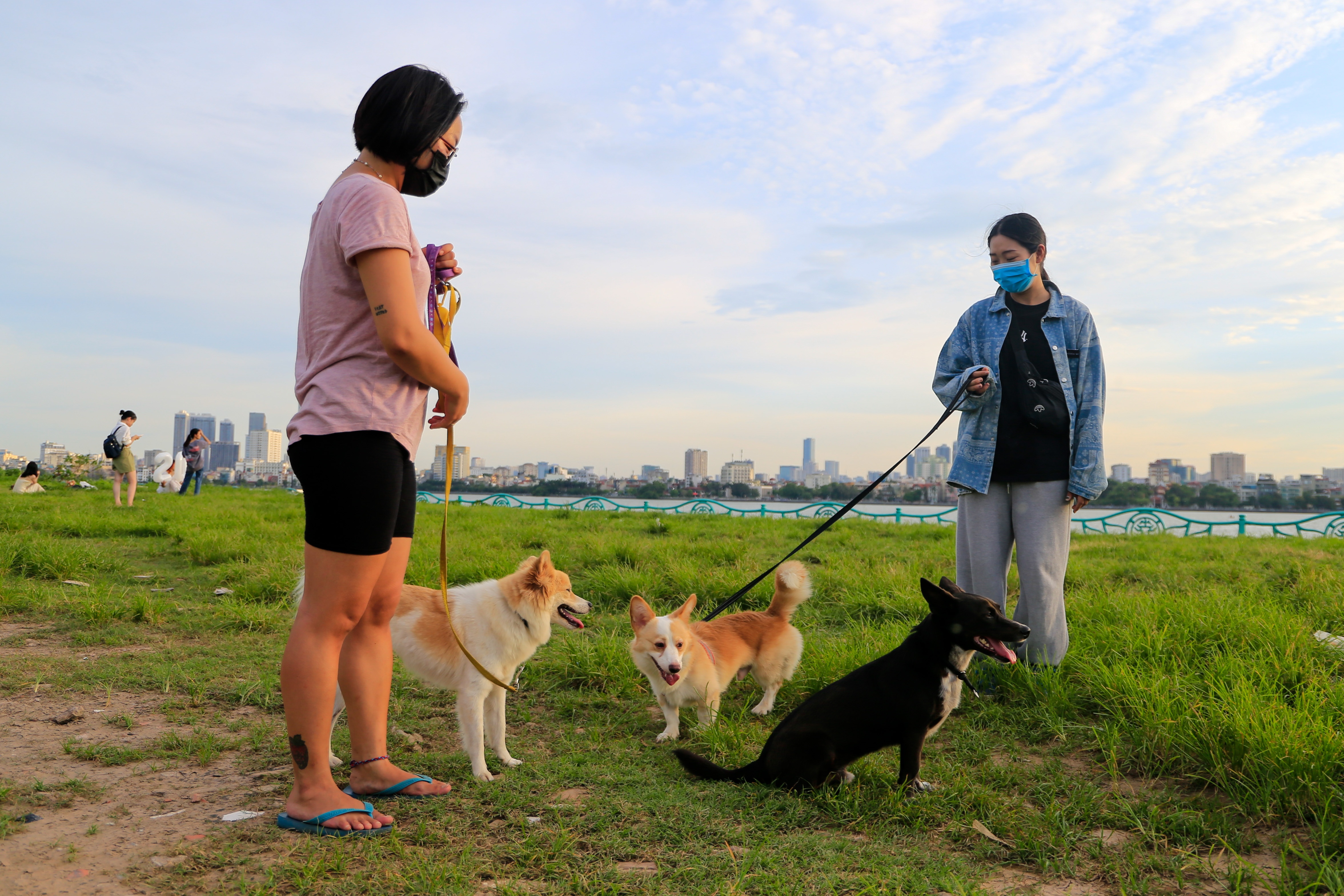 cay co don bi chat pha anh 8