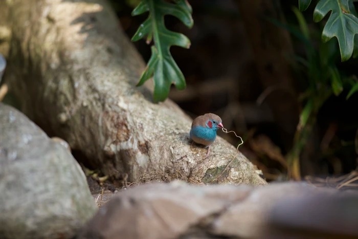 mua ngay tam binh anh 5