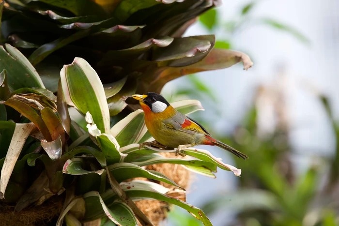 mua ngay tam binh anh 6