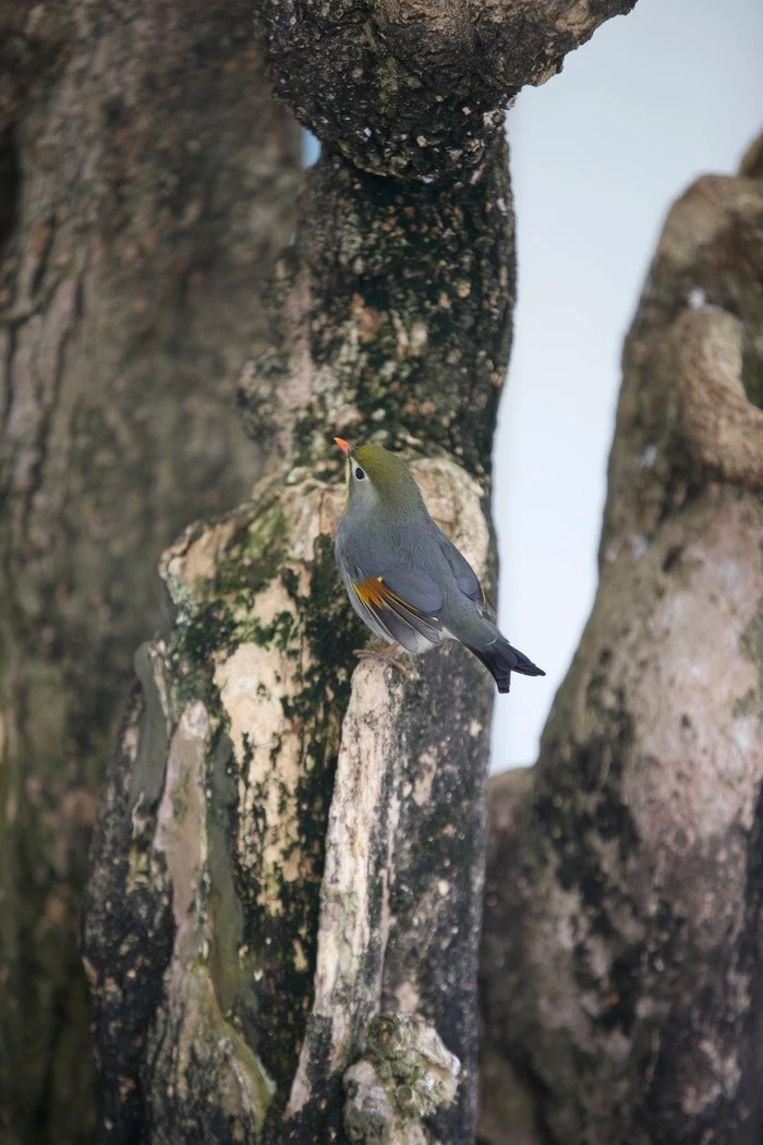 mua ngay tam binh anh 9