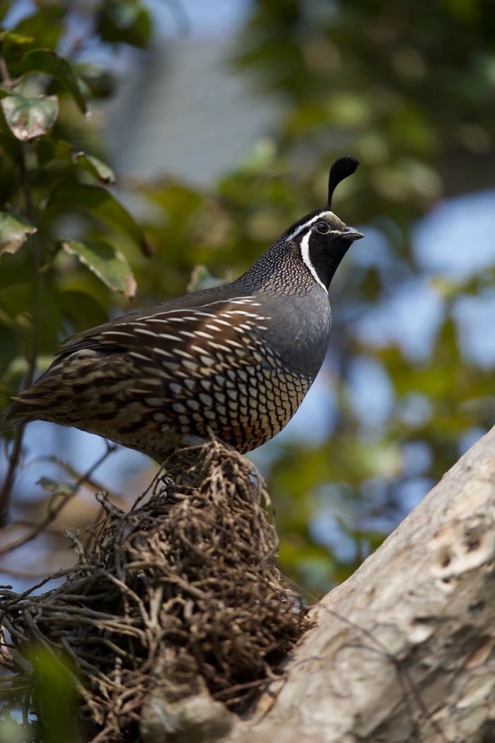 mua ngay tam binh anh 3
