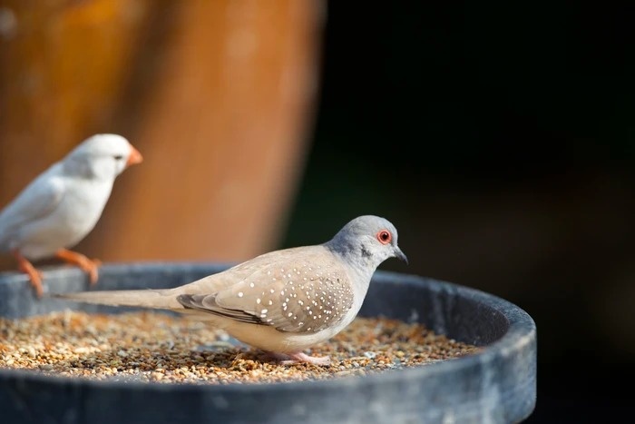 mua ngay tam binh anh 7