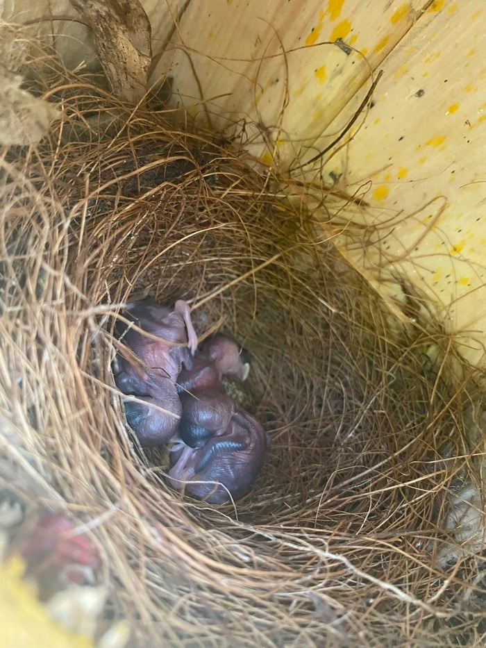 mua ngay tam binh anh 8