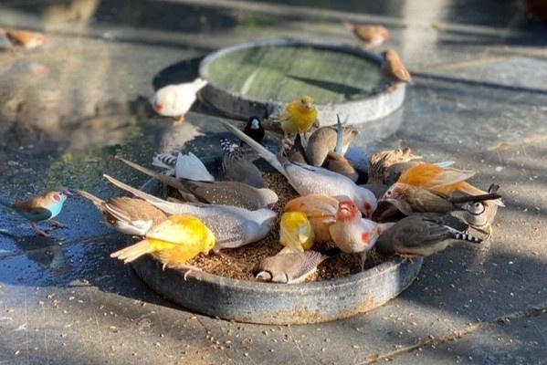 Vuon chim hon 1 ty dong tren san thuong hinh anh