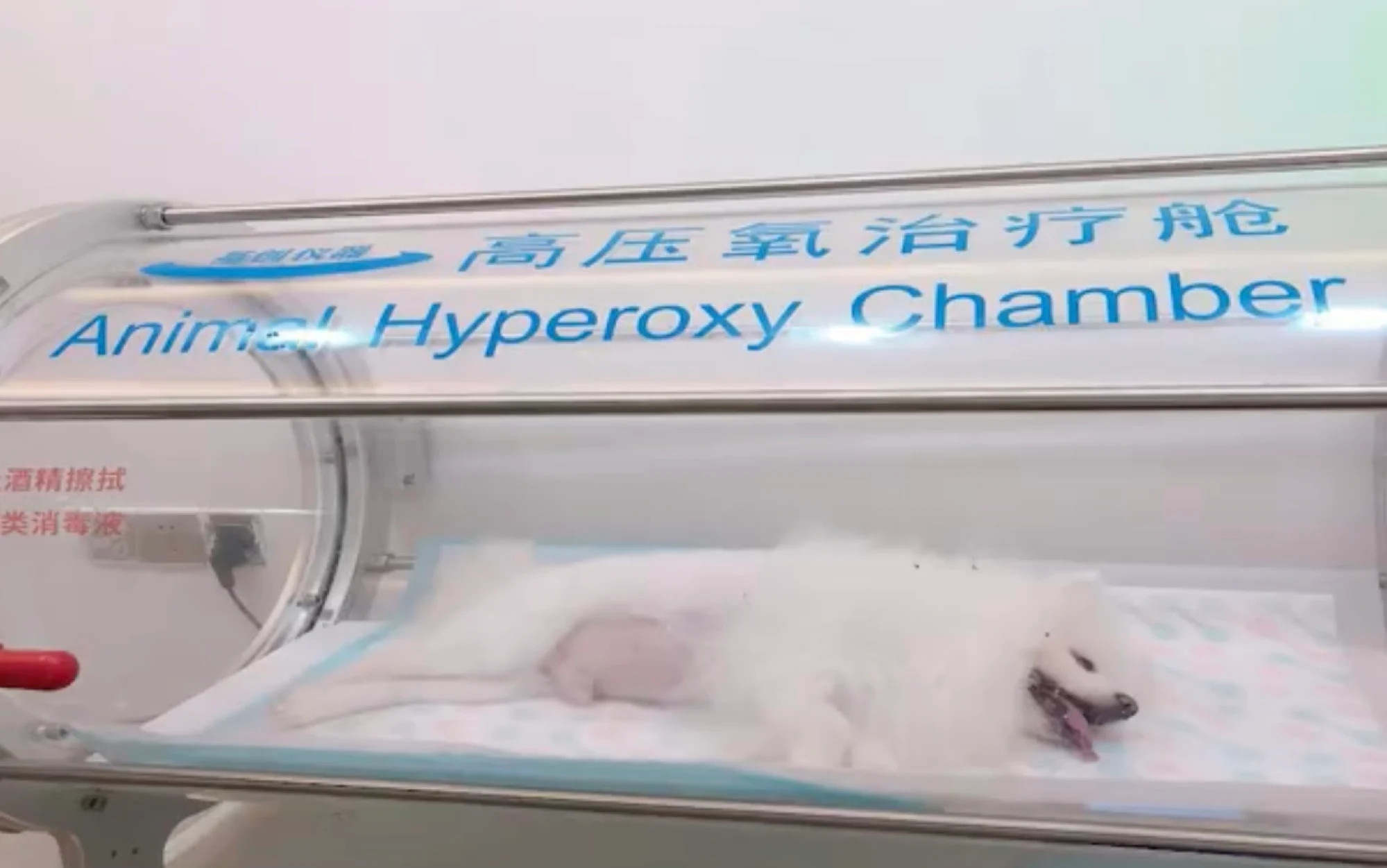 chua benh cho cho anh 2