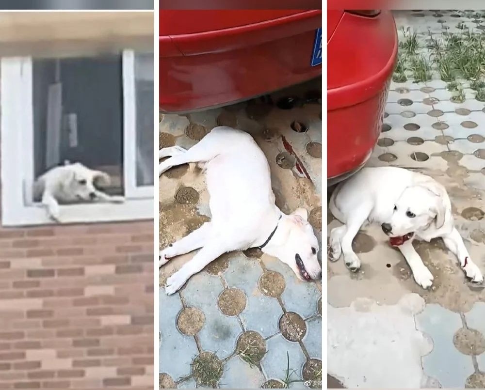 nem cho tu tang 11 anh 2