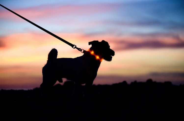 nem cho tu tang 11 anh 1