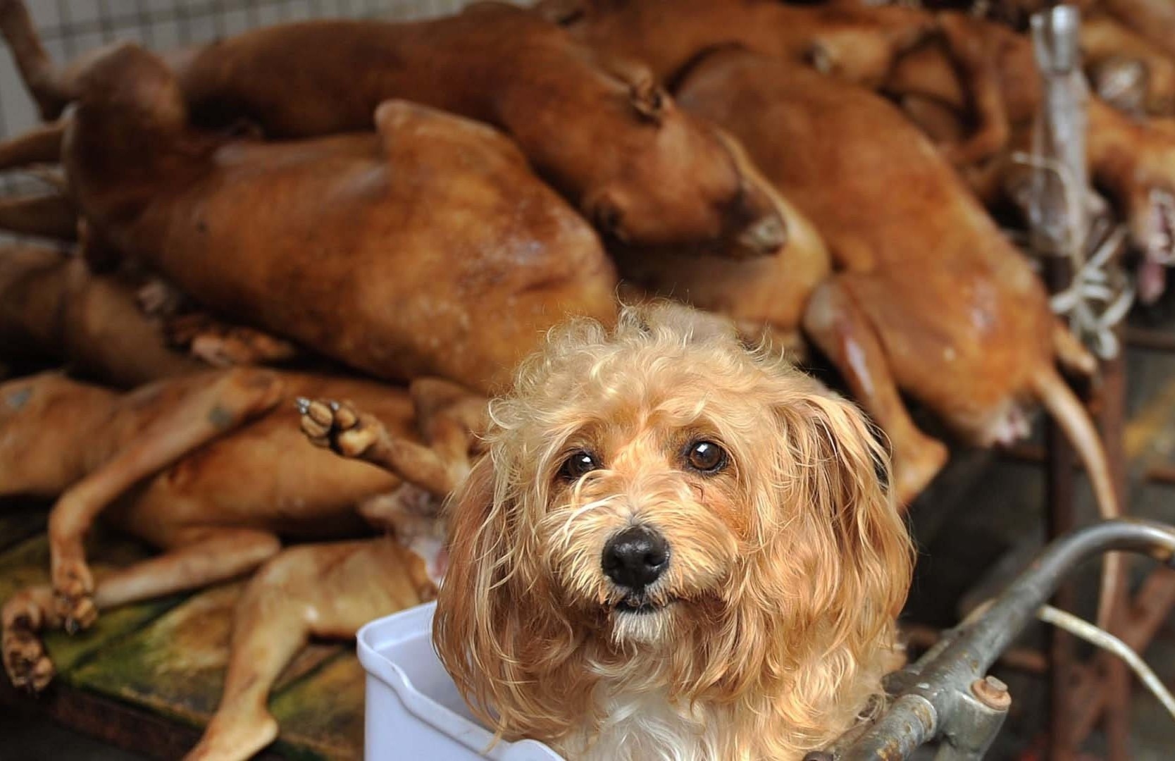 Chay truc tuyen de phan doi nan buon ban cho, meo hinh anh