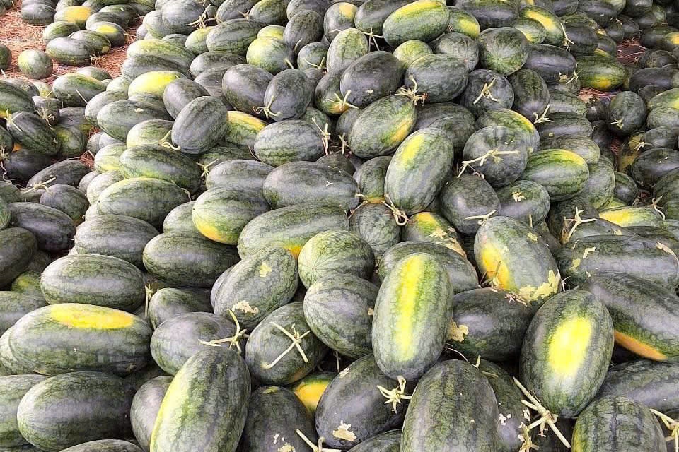 Gia dua hau rot 'tham' hinh anh