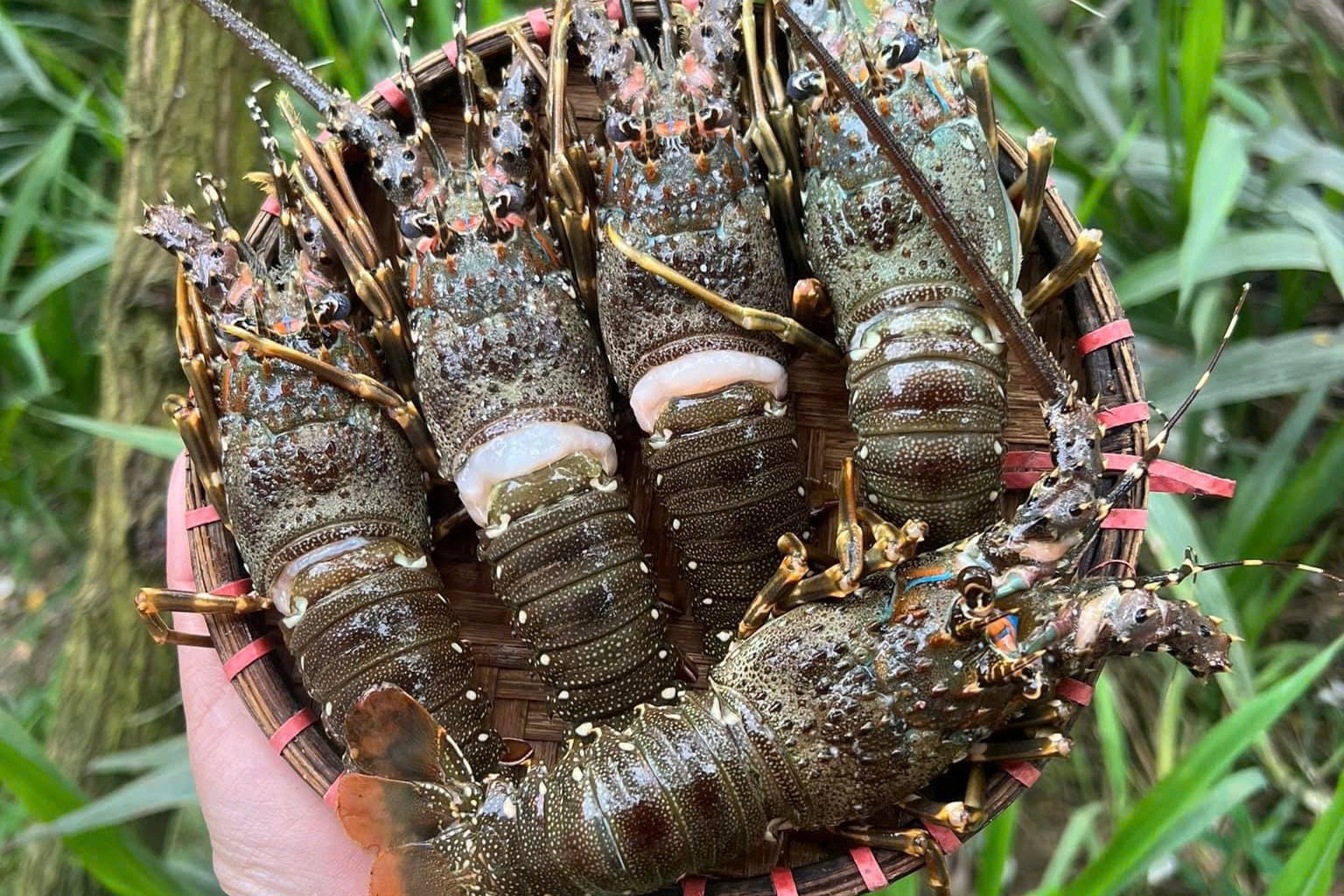 Tom hum mini gia chi 15.000 dong/con ngap cho mang hinh anh