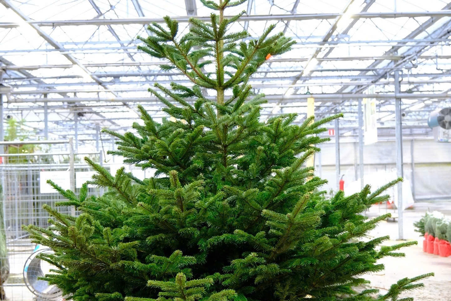 'Chay hang' thong tuoi dip Giang sinh, cua hang nhap ve khong kip ban hinh anh