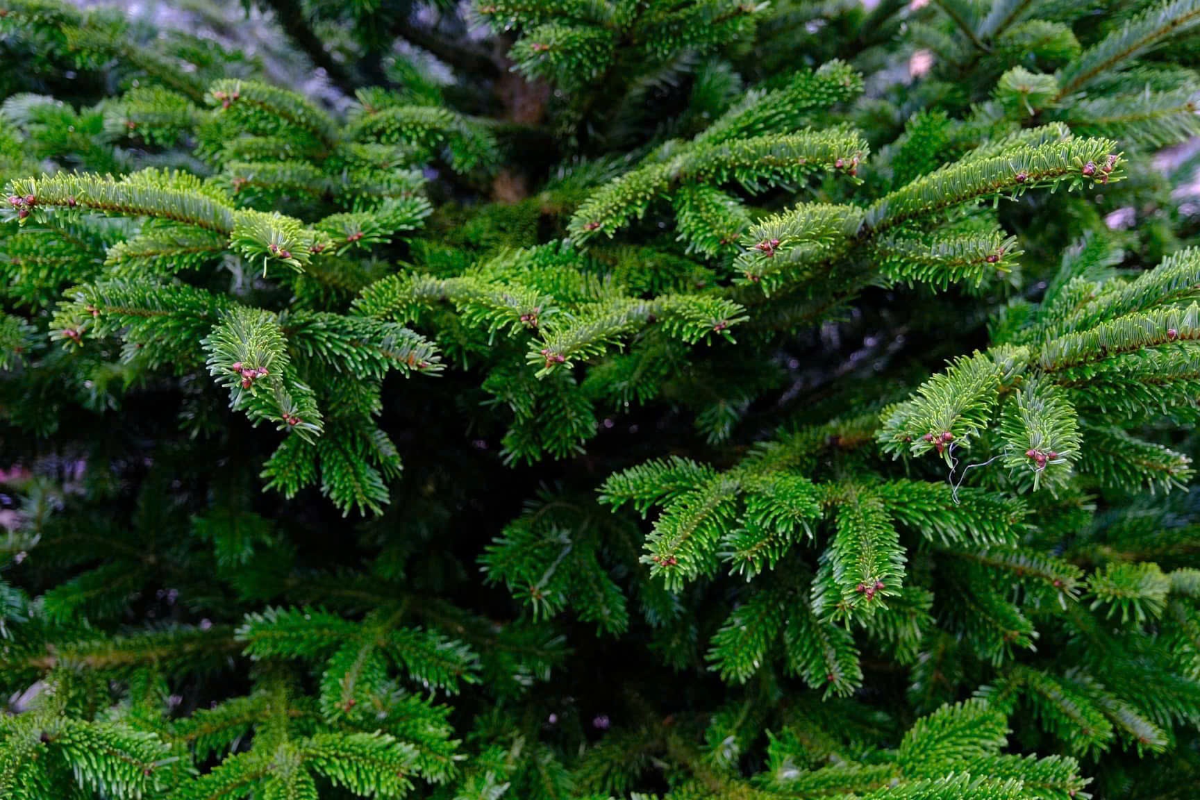 thong tuoi chay hang,  gia thong tuoi anh 2