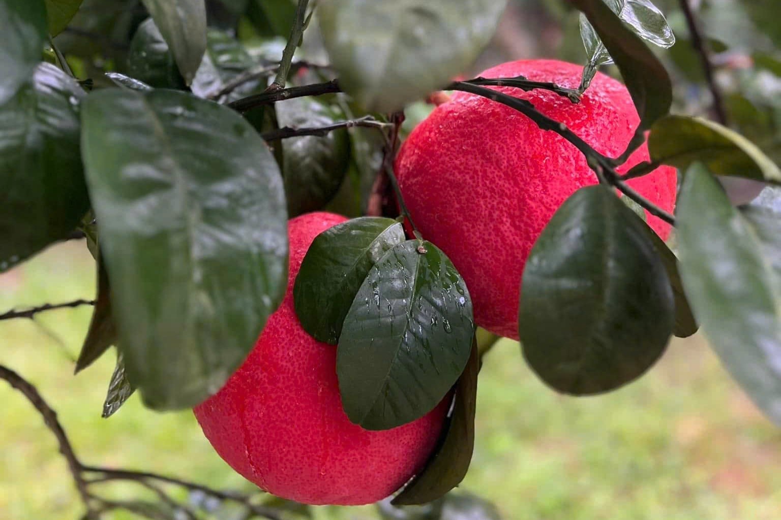 Buoi do 'tien vua' tang gia truoc Tet hinh anh